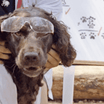 dog in lab coat and goggles | 5 Ways to Teach Your Dog To Be a Genius