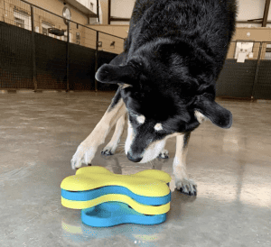 black dog playing with yellow and blue toy | 5 Factors To Help You Choose The Best San Antonio Dog Daycare 