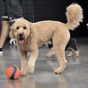 dog with orange and blue ball | 5 Factors To Help You Choose The Best San Antonio Dog Daycare