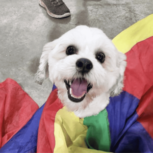 white dog in parachute | 5 Factors To Help You Choose The Best San Antonio Dog Daycare