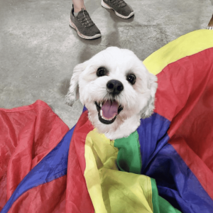 white dog in colorful parachute | 5 Factors To Help You Choose The Best San Antonio Dog Daycare