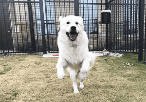 white dog jumping in grass field | 5 Factors To Help You Choose The Best San Antonio Dog Daycare