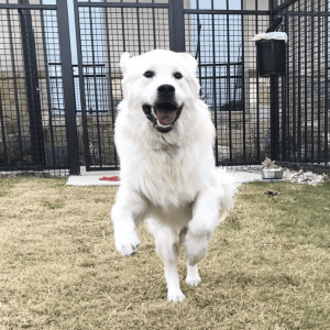 white dog jumping in grass field | 5 Factors To Help You Choose The Best San Antonio Dog Daycare