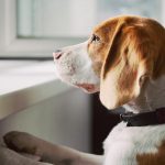 A beagle with separation anxiety looks out of a window.