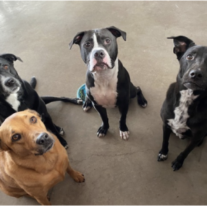 4 dogs looking at the camera