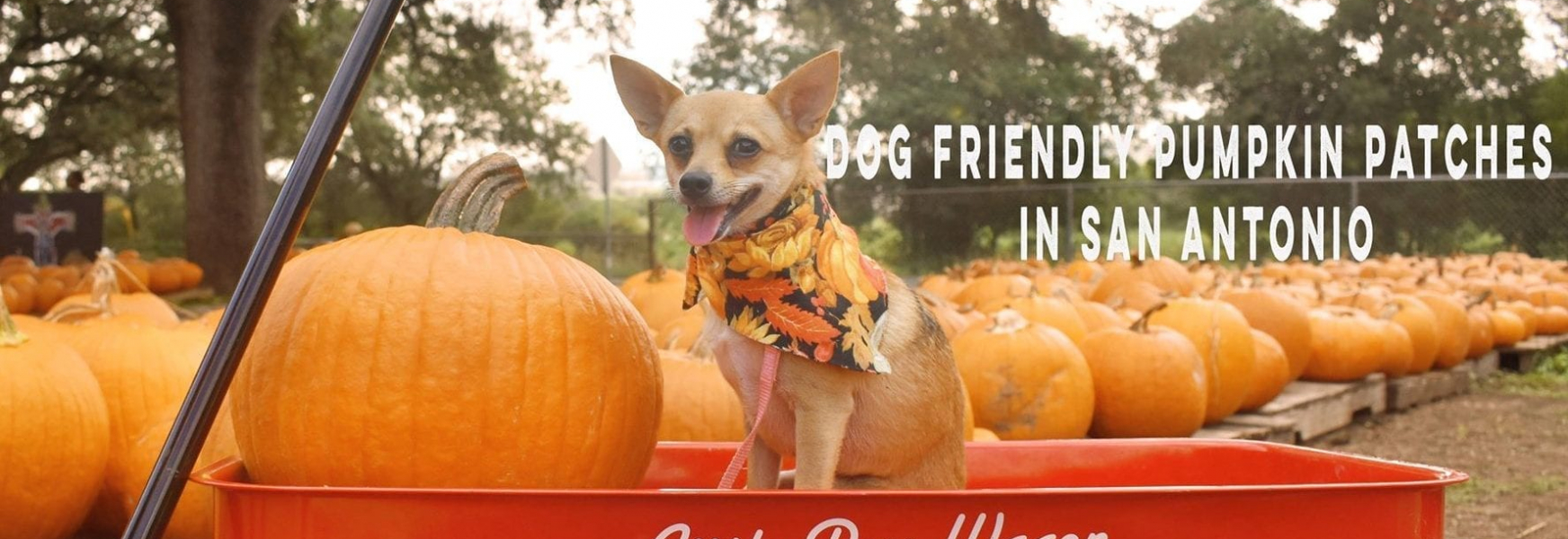 dog-friendly-pumpkin-patches-pawderosa-ranch