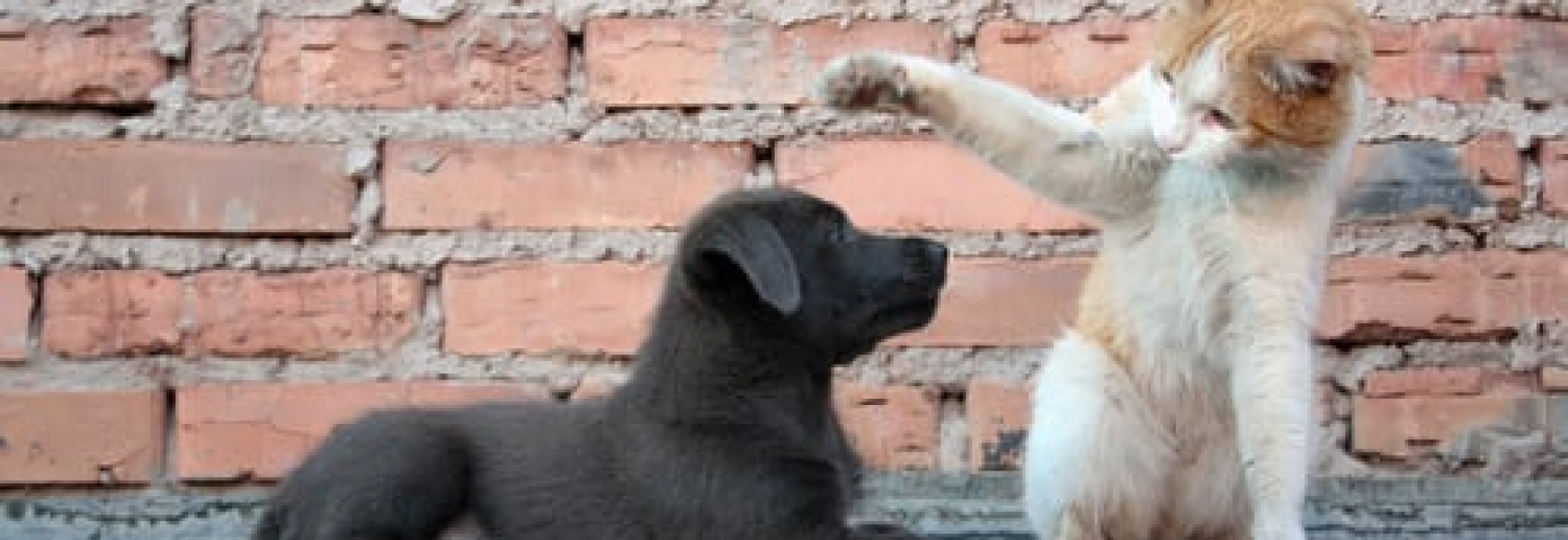 The 5 Funniest Dog Articles of 2013 Pawderosa Ranch