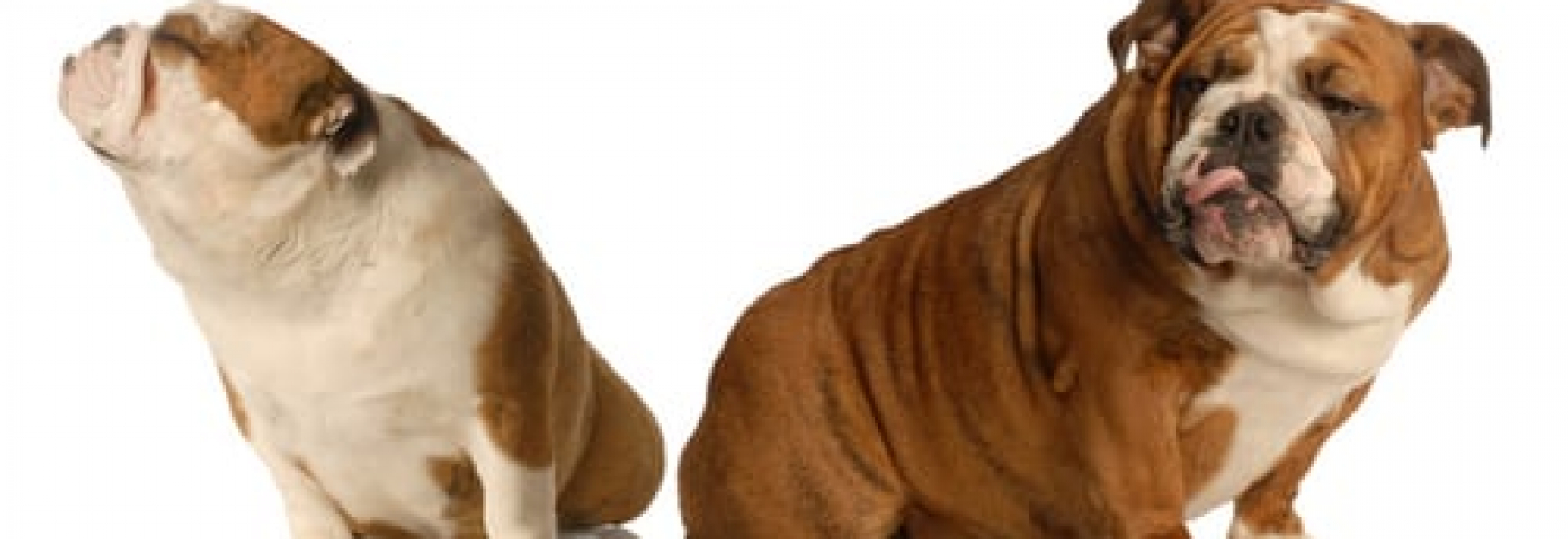 What to Do With Dogs That Don’t Get Along Pawderosa Ranch