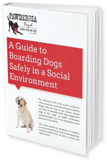 dog daycare san antonio, dog boarding san antonio