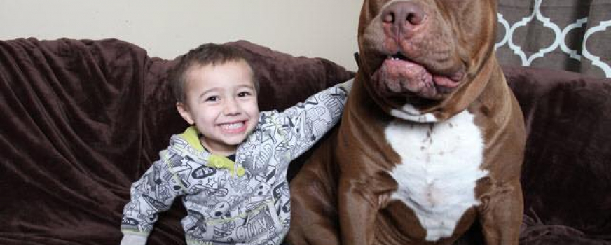 dark dynasty k9 dogs