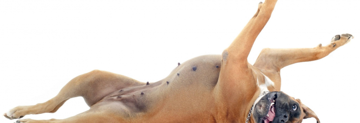 Breed Spotlight: The Boxer Dog