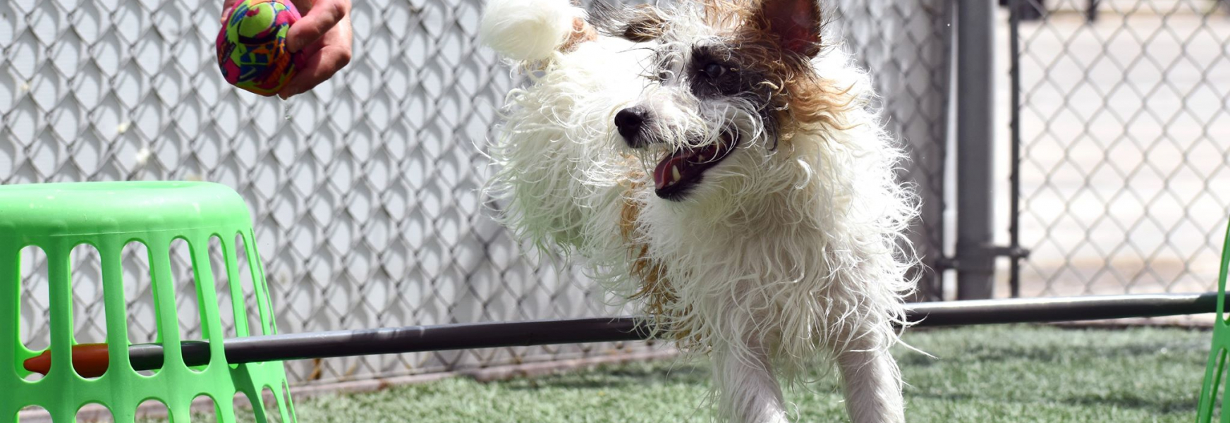 Doggie Daycare 2.0 Pawderosa Ranch