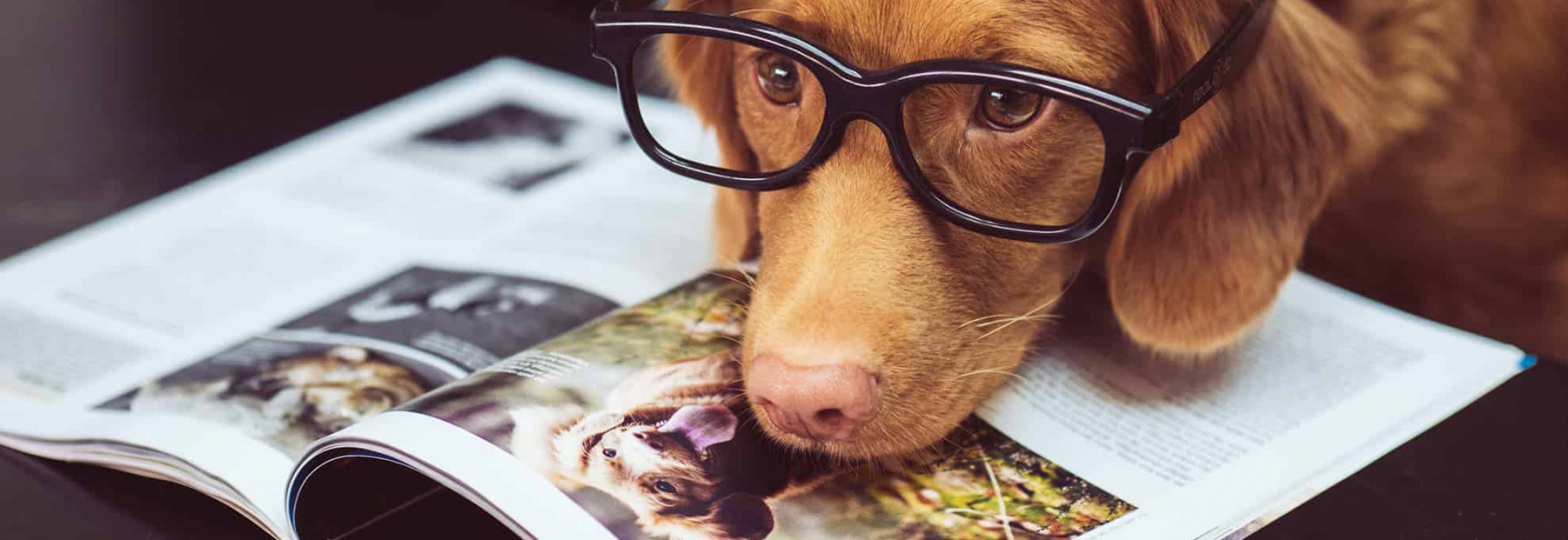 Best Indoor Dog Breeds According to Dog Lovers Pawderosa Ranch