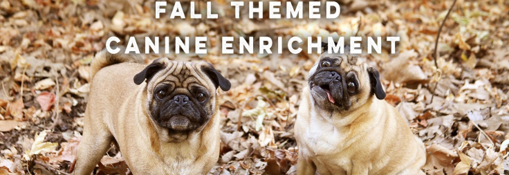 Canine Enrichment - have we got it all wrong? — Dogwood Adventure Play