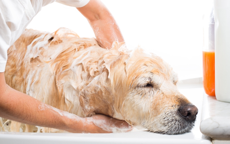 Grooming