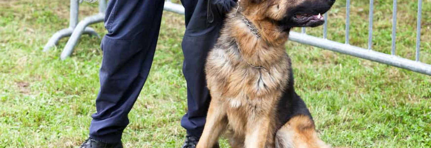 The Cost of Raising a K9 Pawderosa Ranch