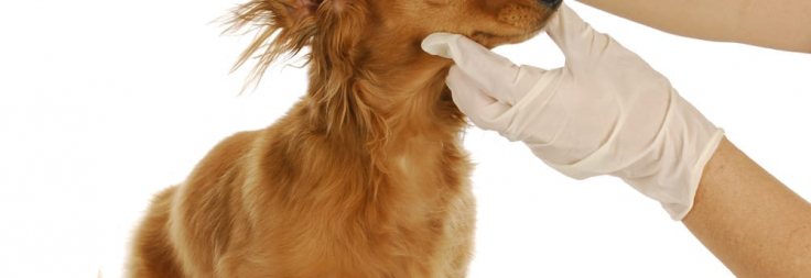 does olive oil cure dogs ear infection